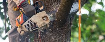 Best Tree Maintenance Programs  in Aristocrat Ranchettes, CO