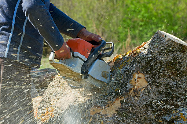 Best Leaf Removal  in Aristocrat Ranchettes, CO